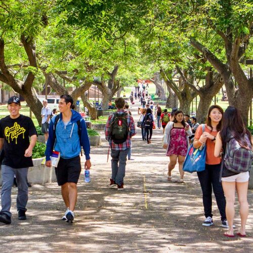 mccarthy mall with students at uhm campus
