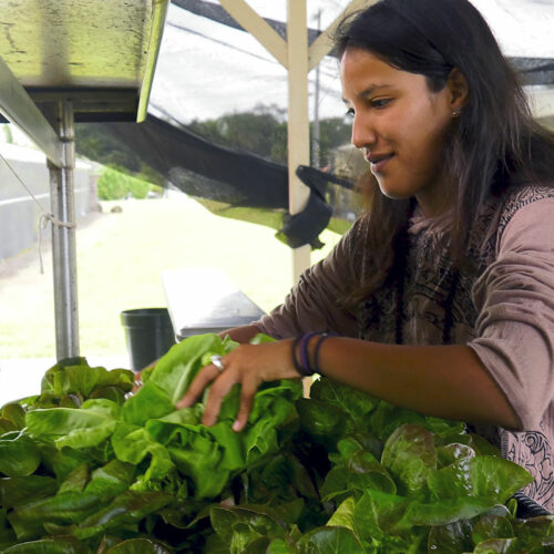 Woman working in greenhouse